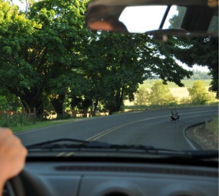 How many repaired rock chips can safely be in a windshield?